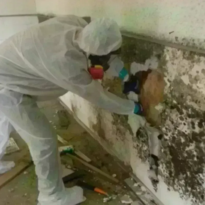 Mold Remediation and Removal in Kodiak, AK